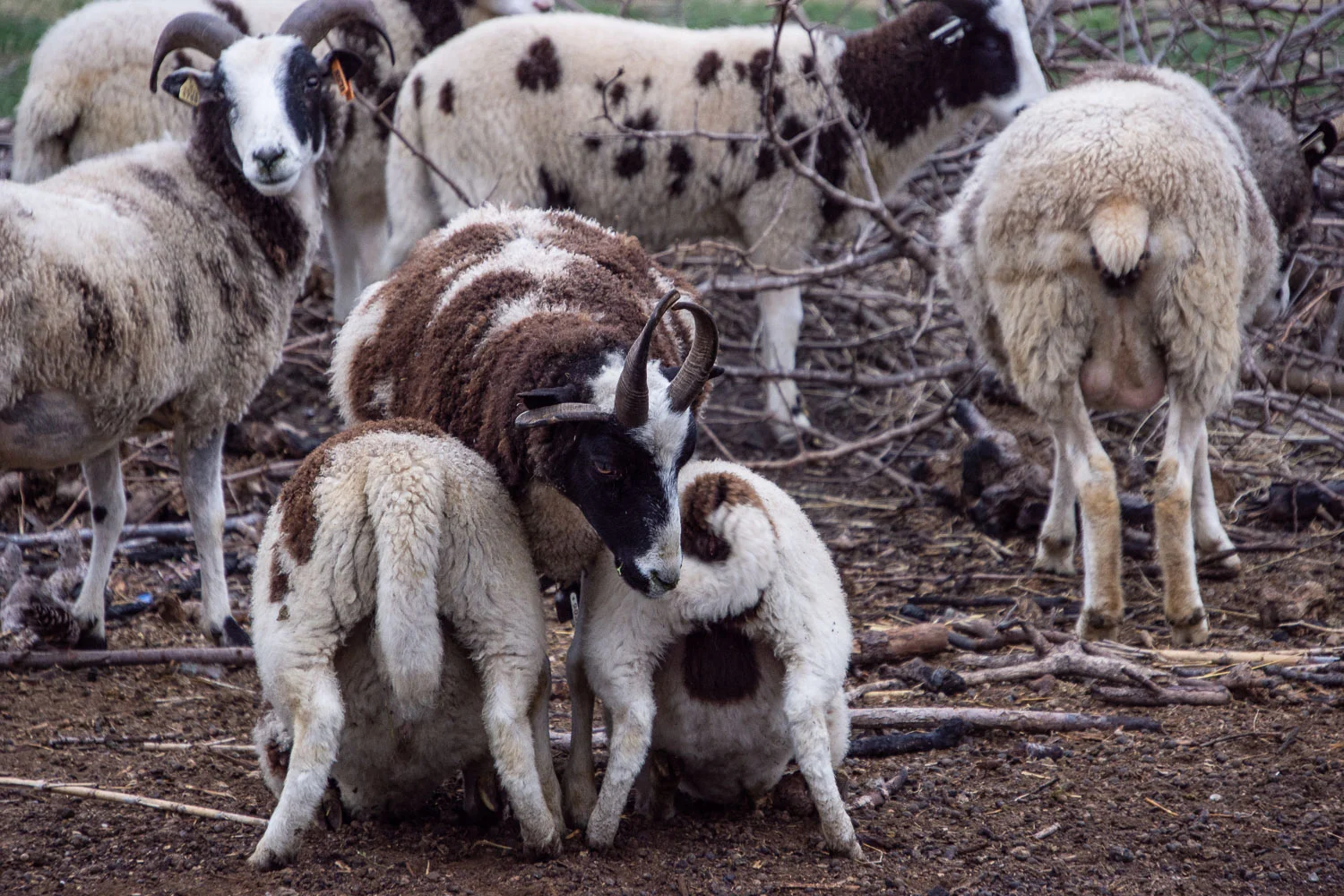 WAGNUS. Esmeralda Sheep
